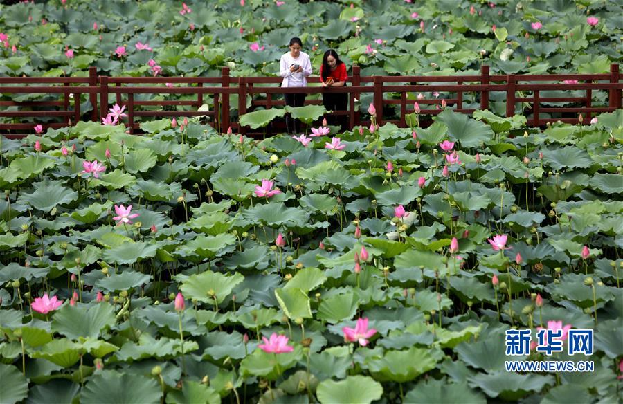 河北香河：荷花盛開助力鄉村旅遊