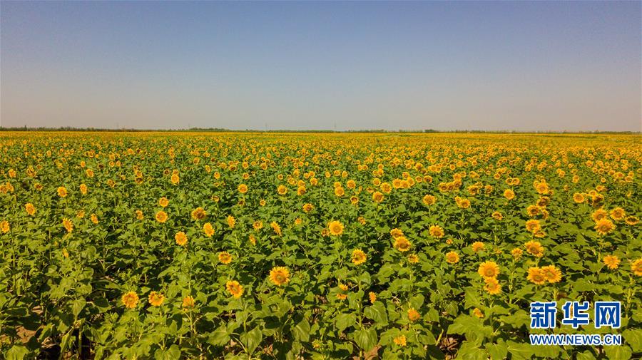 内蒙古巴彦淖尔：金色葵海染河套