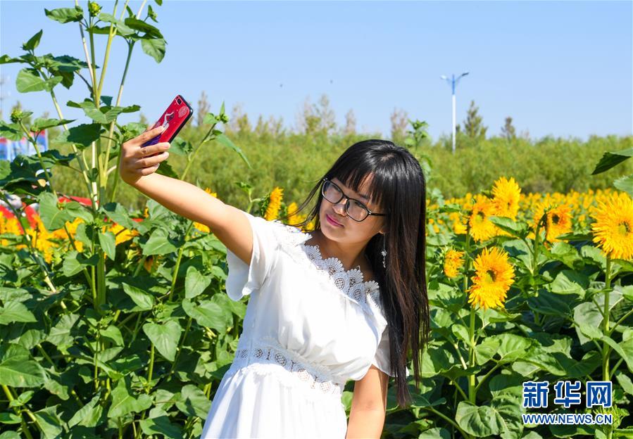 内蒙古巴彦淖尔：金色葵海染河套