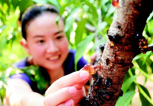 桃樹枝上“點點淚”桃農致富“金琥珀” 隨縣尚市鎮桃膠銷售過億元