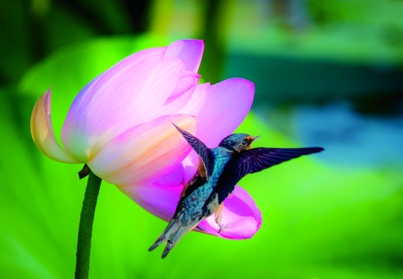 “印象四季哈爾濱園林景觀”攝影賽開始投票 “印象四季哈爾濱園林景觀”攝影賽開始投票