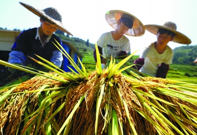 柳州三江：高山魚稻迎來豐收季