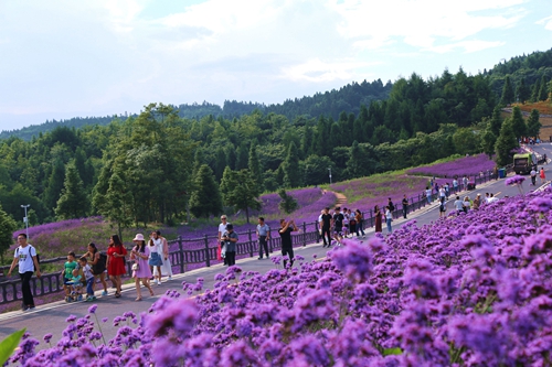 野三關森林花海美景如畫引客來