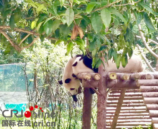 《熊貓講堂》在貴州森林野生動物園大熊貓館開講