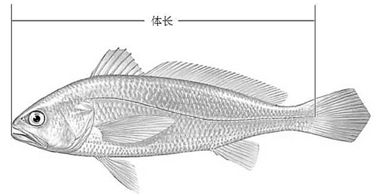 史上最長休漁期和最嚴(yán)捕撈 對(duì)你我餐桌有何影響