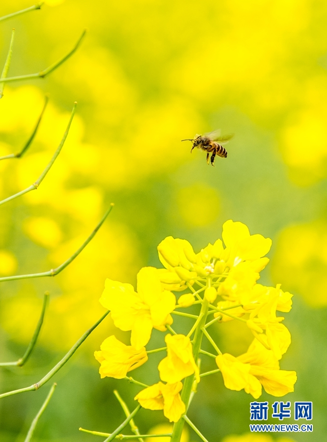 3月22日,一只蜜蜂在油菜花上采蜜