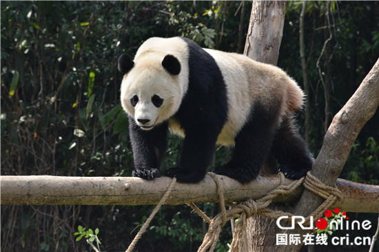 海归大熊猫“宝宝”快乐入住新家 与公众见面