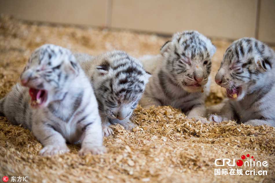 全球首例白虎四胞胎亮相波兰动物园(组图)