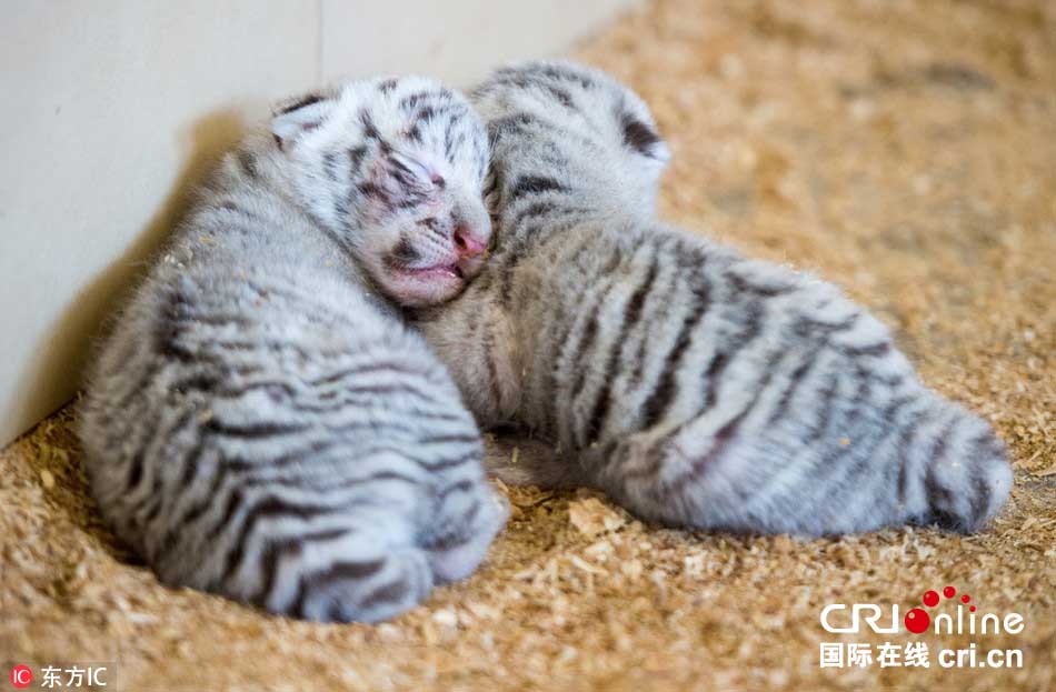 全球首例白虎四胞胎亮相波蘭動物園(組圖)