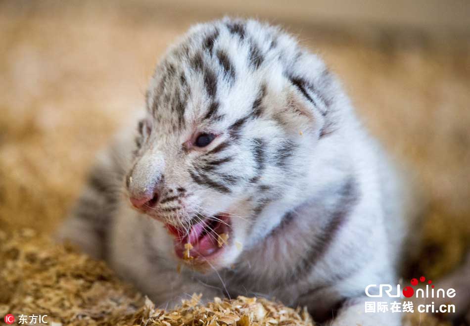 全球首例白虎四胞胎亮相波蘭動物園(組圖)