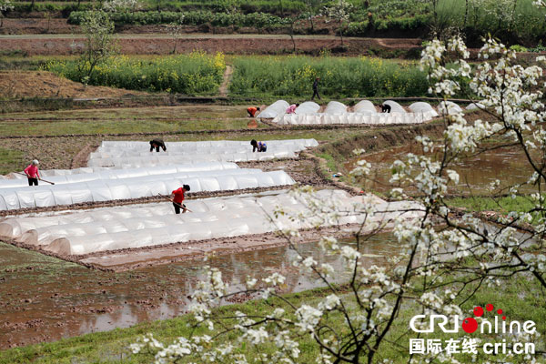 四川省華鎣市慶華鎮四眼溝村的農民在梨花飄香的田間管理旱育秧.