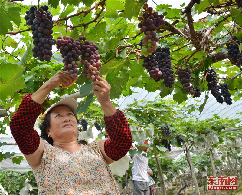 【焦點圖】【移動版 輪播圖】【滾動新聞】 【 ChinaNews帶圖】福安象環村：鹽鹼地“種出”甜美生活