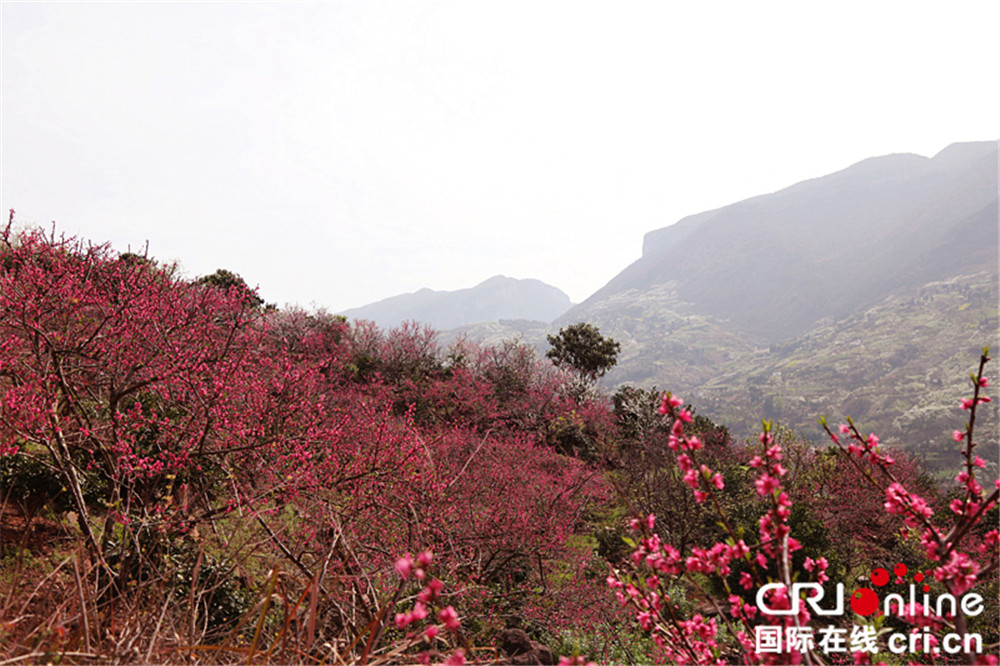 【已过审】【焦点图】三峡最美是巫山 花卉长廊美如画