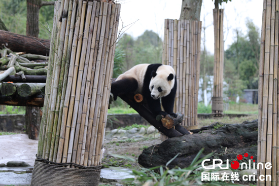 旅美归国大熊猫"宝宝"搬入新家 大熊猫架起国际交流桥梁