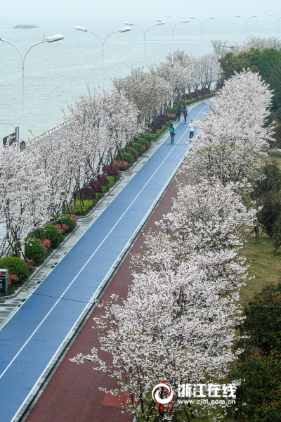 美爆了！杭州滨江最美跑道变身樱花大道