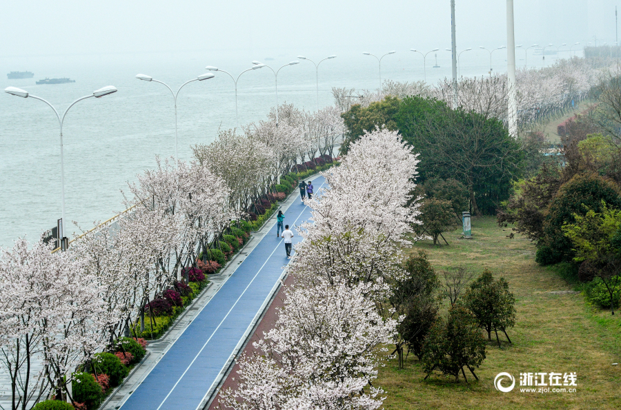美爆了！杭州滨江最美跑道变身樱花大道