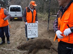 日本射杀核污染区内带辐射变异野猪