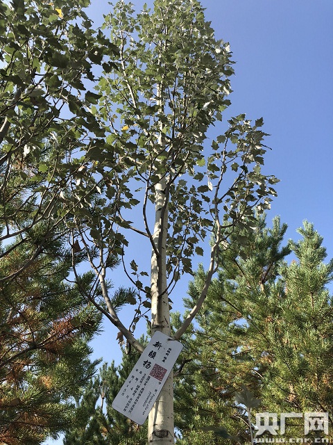 【塞上江南 神奇寧夏】寧夏植綠治沙“人進沙退”保護黃河生態安全