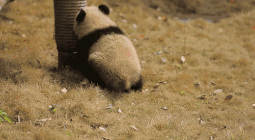 上海大熊猫龙凤胎"相亲相爱" 圆滚滚如团子(组图)