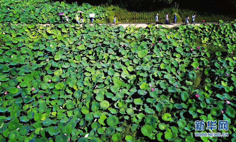 陜西秦嶺：高山芙蕖映日開
