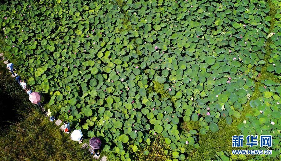 陕西秦岭：高山芙蕖映日开