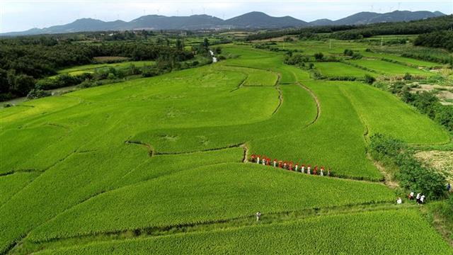 中老年模特稻田行 助力宜城一贫困村脱贫