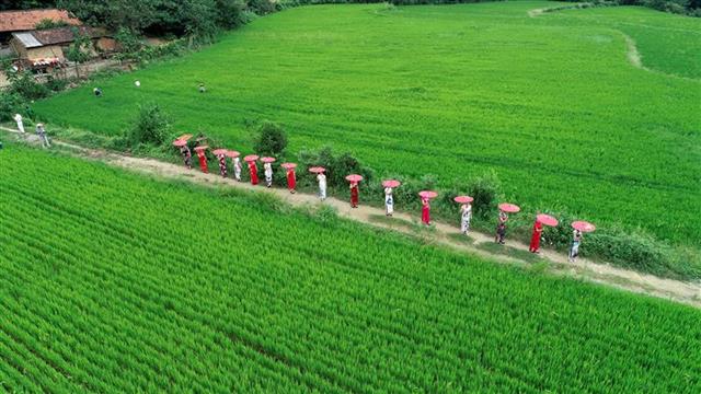 中老年模特稻田行 助力宜城一貧困村脫貧