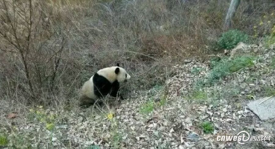 一只大熊猫在太白县太白河镇附近游荡 50多名群众有幸目睹