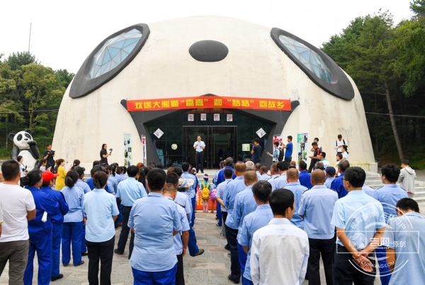 長春東北虎園大熊貓“嘉嘉”“夢夢”回四川“生娃”