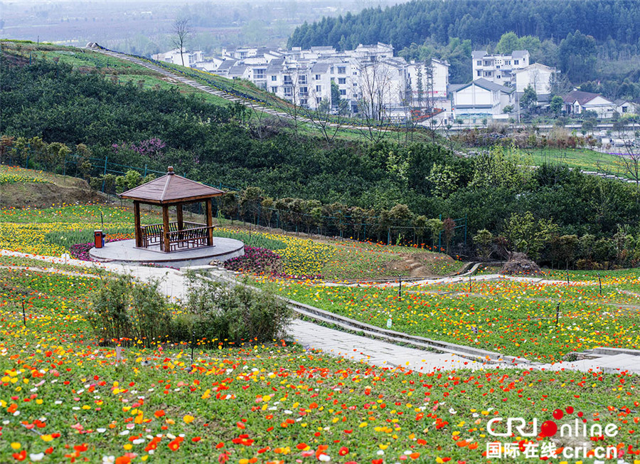 清明节期间 四川仙山花谷百花争艳迎宾客