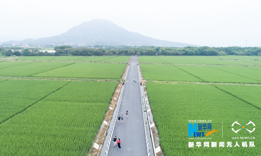 大地乐章丨航拍福建漳州：初秋·稻花香