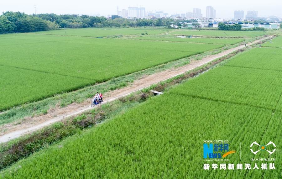 大地乐章丨航拍福建漳州：初秋·稻花香