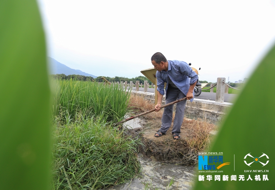 大地乐章丨航拍福建漳州：初秋·稻花香