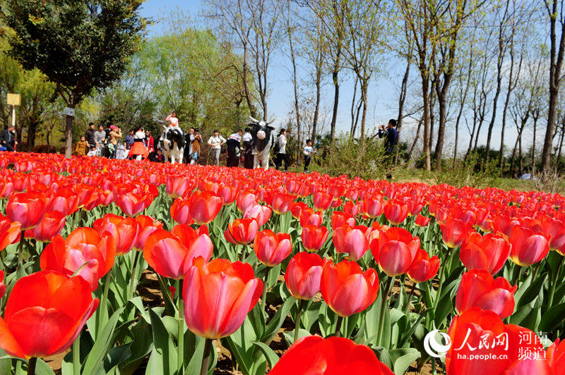 【中原名景2】郑州绿博园春意盎然 郁金香花海惹人醉