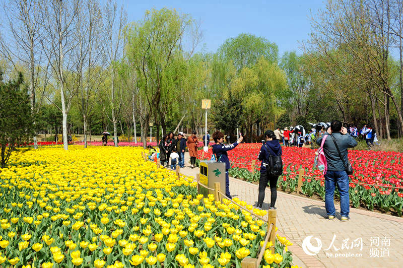 【中原名景2】郑州绿博园春意盎然 郁金香花海惹人醉