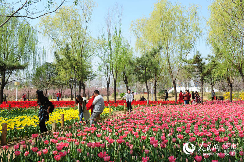 【中原名景2】郑州绿博园春意盎然 郁金香花海惹人醉