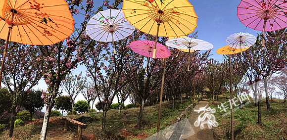 【區縣聯動】【巴南】巴南:接龍賞花旅遊節開幕 賞櫻花 觀民俗 品春茶【區縣聯動】重慶巴南:接龍民俗賞花旅遊文化節開幕