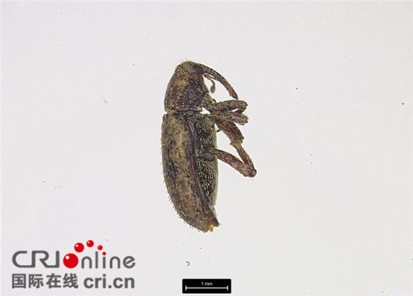 【要聞3】重慶截獲一種象甲科有害生物 係國內首次 【要聞3】重慶截獲一種象甲科有害生物 係國內首次