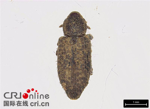 【要聞3】重慶截獲一種象甲科有害生物 係國內首次 【要聞3】重慶截獲一種象甲科有害生物 係國內首次