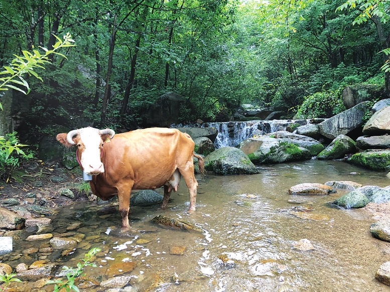 蛟河市鹿角溝：山水美景需愛護