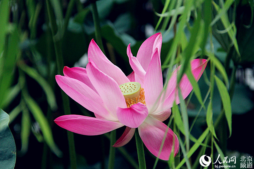 秋高气爽 北京北海公园荷花竞相绽放