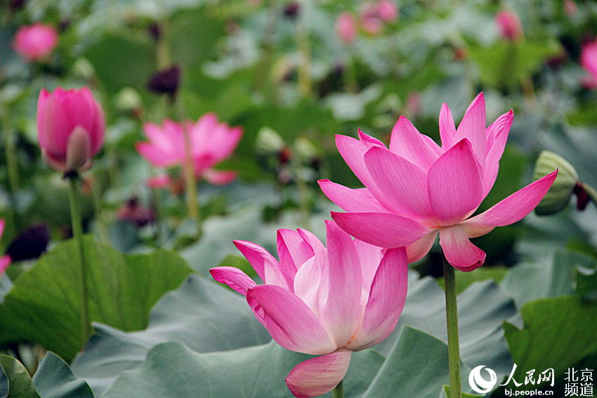 秋高气爽 北京北海公园荷花竞相绽放