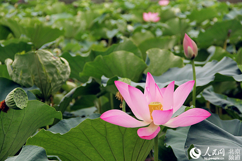 秋高气爽 北京北海公园荷花竞相绽放