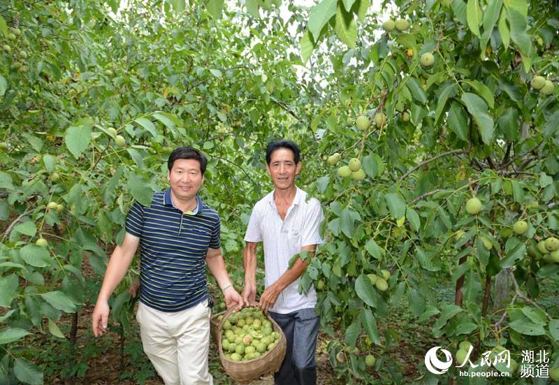 湖北保康：核桃豐收農民樂