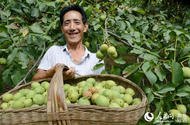 湖北保康：核桃豐收農民樂