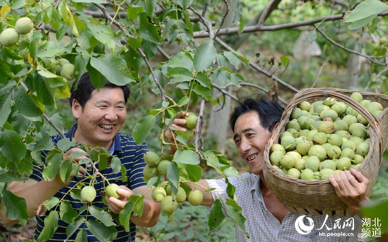 湖北保康：核桃豐收農民樂