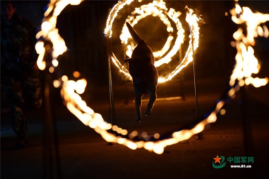 功勋犬夜训跳火圈满满大片即视感组图