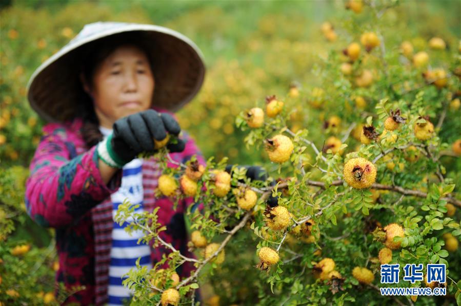 贵州龙里刺梨迎来收获季