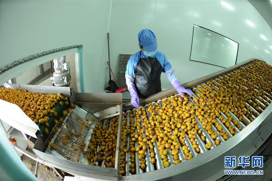 贵州龙里刺梨迎来收获季