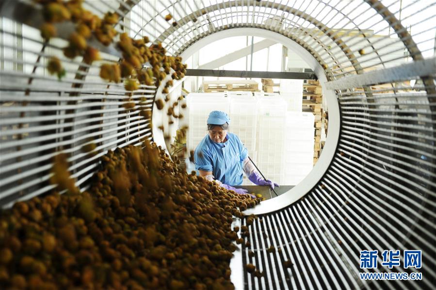 贵州龙里刺梨迎来收获季